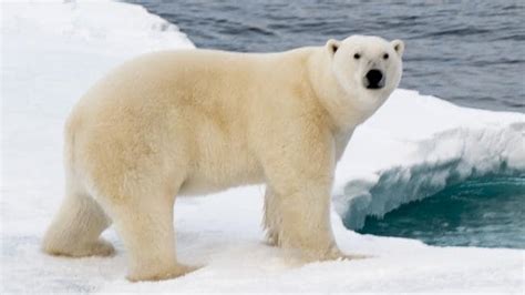 Russian Island State Of Emergency Over Polar Bear Invasion
