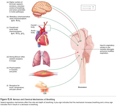 Rhythmic Breathing