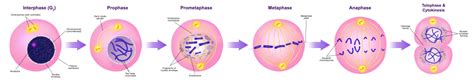 Mitosis Wikipedia