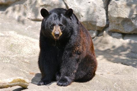 American Black Bear Facts Habitat Diet Adaptations Pictures