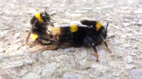 Pair Of Bumble Bees Making Love Having Sex Beeporn Youtube