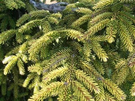 Evergreens That Liven Up A Drab Winter Landscape