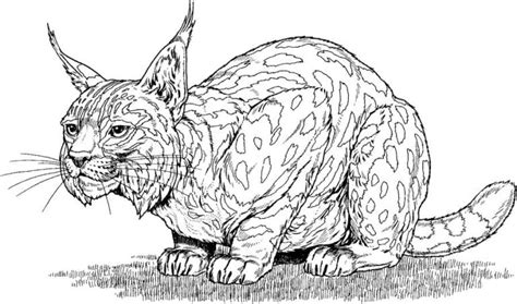 Coloring Pages Coloring Pages Bobcat Printable For Kids And Adults Free