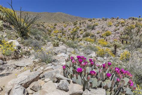 Wildflowers Blooming In Anza Borrego Desert State Park California