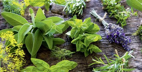 30 Plantas Medicinales Que Podemos Cultivar En Casa Naturitas Consejos