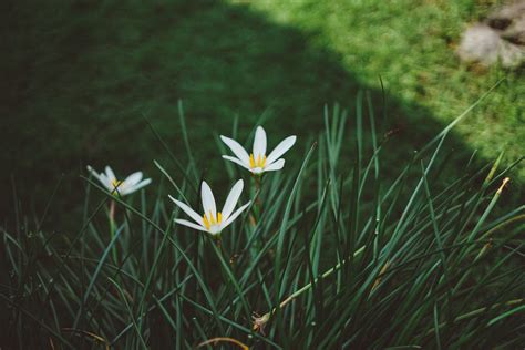 Free Images Nature Blossom Field Lawn Meadow Prairie Sunlight