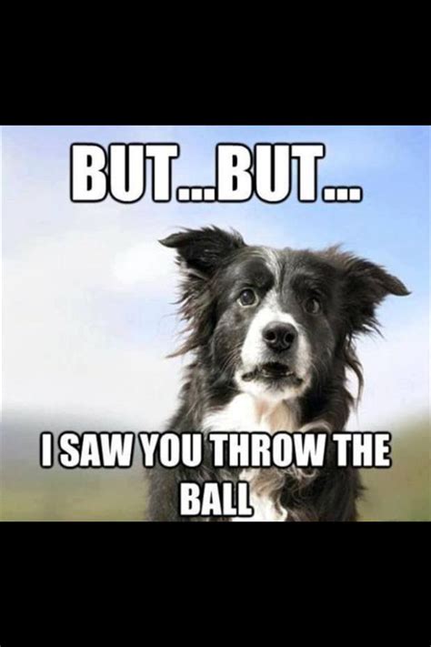 Find the newest border collie meme. Border Collie | Funny dog memes, Border collie, Collie