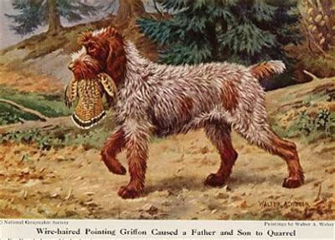 Highly active owners, families with kids and/or other pets, owners with large properties. Antique Print of a Wire Haired Pointing Griffon