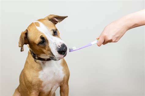 How To Brush My Dogs Teeth Cooper Pet Care