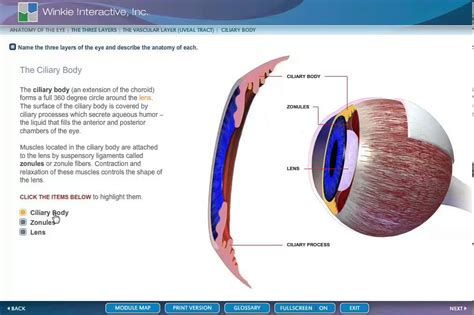 Anatomy Eye Ciliary Body Youtube