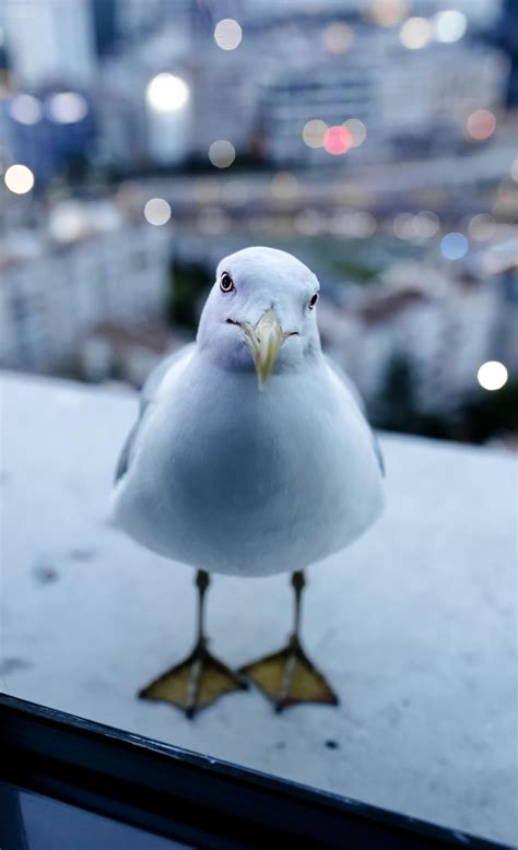 Osman The Seagull Seagull Cute Animals Cute Creatures
