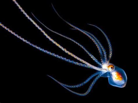 National Geographic Magazine Deep Sea Creatures Deep Sea Life