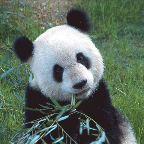 More Cute Pandas Pandas Photo 22122951 Fanpop