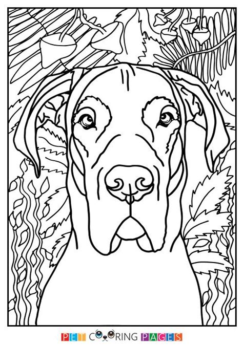 For boys and girls, kids and adults, teenagers and toddlers, preschoolers and older kids at school. Great Dane Coloring Page | Great dane, Coloring pages, Dane