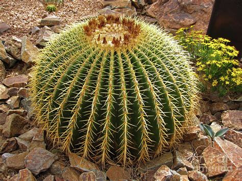 As the flowers begin to wilt in. Barrel Cactus Photograph by Addie Hocynec