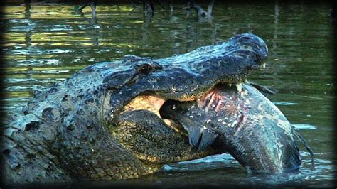 Alligator Attacks 04 Dangerous Animals Youtube