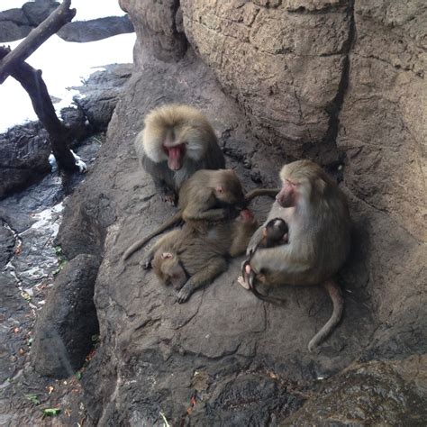 Prospect Park Zoo Baboons. | Prospect park zoo, Prospect park, Park