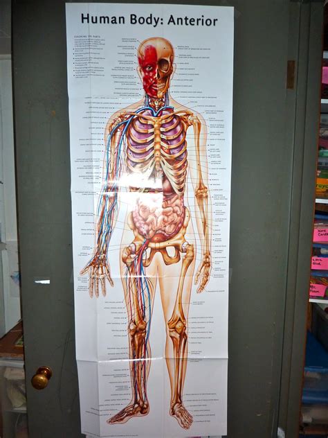 Anatomy human torso upper illustrations & vectors. Our Human Body Montessori Activities
