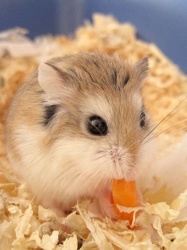 What To Feed A Roborovski Hamsters Hamsters Portal
