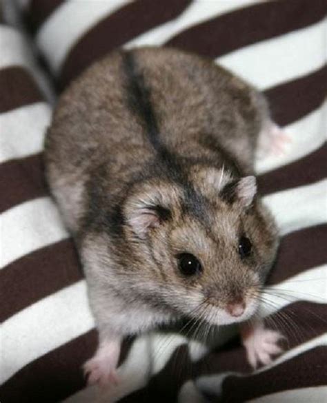 Campbells Russian Dwarf Hamster Info Pictures Temperament And Traits