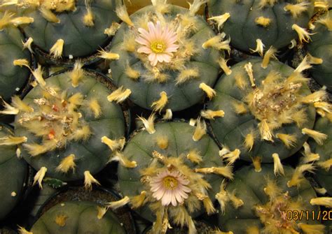The peyote cactus causes hallucinogenic effects if consumed. MagiCactus.com - Lophophora Williamsii - Peyote