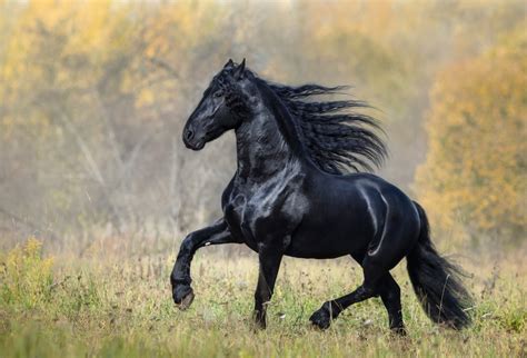 Raças de Cavalos Guia sobre Raças de Cavalos no Brasil