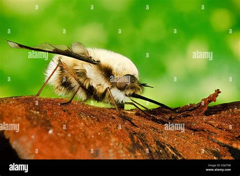 Large Bee Fly Hi Res Stock Photography And Images Alamy