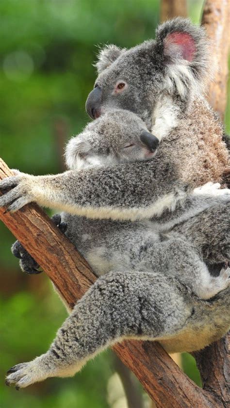 Koala Bear Holds Onto Sleeping Baby Fauna Pinterest