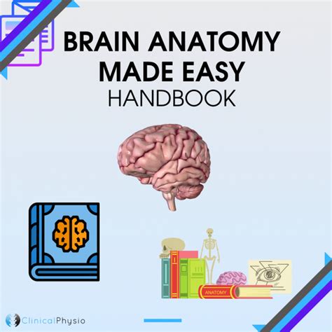 Brain Anatomy Made Easy Handbook Clinical Physio
