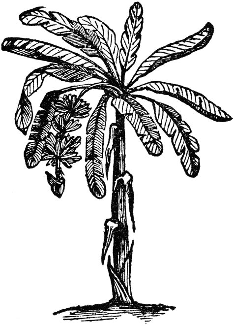 Hand drawn trees in black and white. Plantain | ClipArt ETC