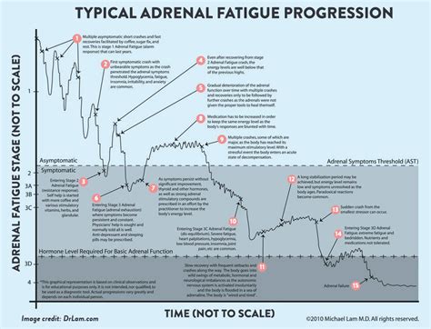 Stages Of Adrenal Fatigue Dr Lam