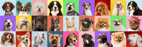 Perros Y Gatos Elegantes Posando Las Mascotas Ricas Felices Collage