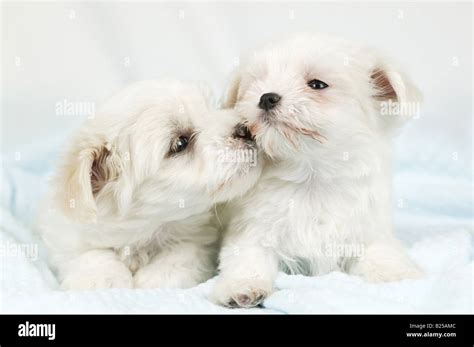 Two Puppies Kissing Stock Photo Alamy