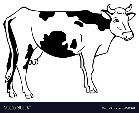 Drawing A Cow Royalty Free Vector Image Vectorstock