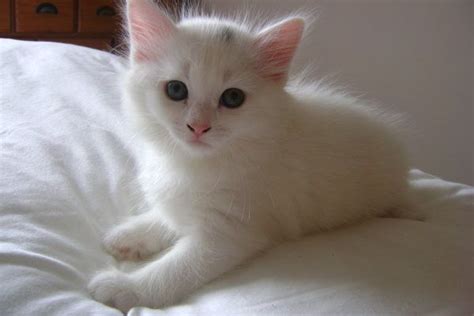 Image Result For Kitten White Turkish Van Cats White Cats White Kittens