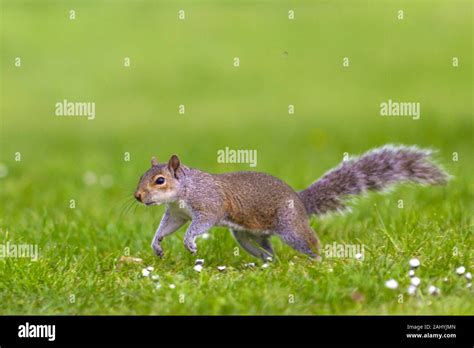 Squirrel On The Run London Uk Stock Photo Alamy