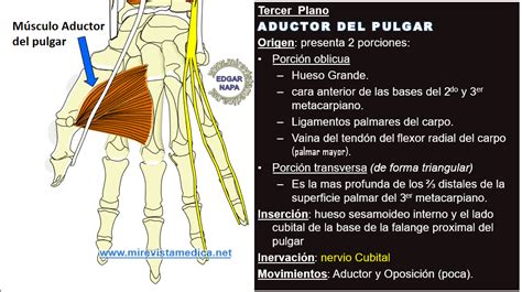 Descripción De Diversos Temas De Anatomía Humana Imagenología Y