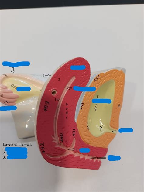 Female Reproductive Organs 3 Labeled Model Midsagittal Section Diagram