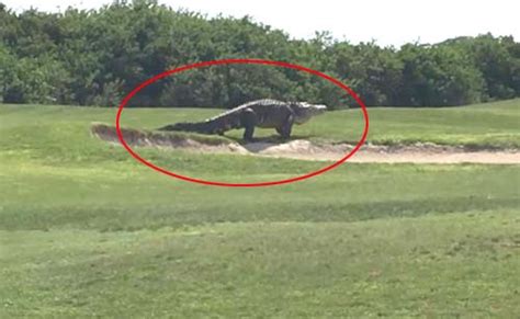 Omg Jurassic Sized Alligator Spotted In A Florida Golf Course
