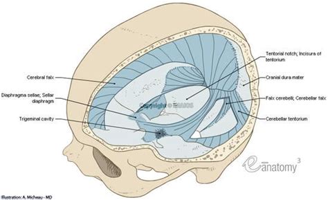 Cerebral Falx Cerebellar Tentorium Cranial Dura Mater Anatomical