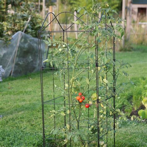 Buy Fold A Frame Climbing Plant Support Delivery By Waitrose Garden