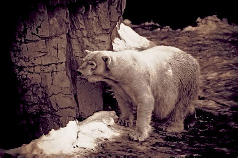 Wallpaper Bear Park Old Snow Animals Sepia Zoo Furry Solitude