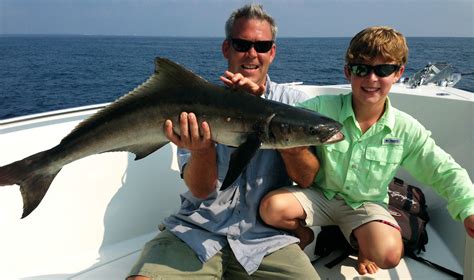 What S Up With Gulf Cobia Florida Sportsman