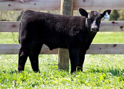 Southern Ohio Spring Smackdown Online Sale Showcase Cattle Lautner
