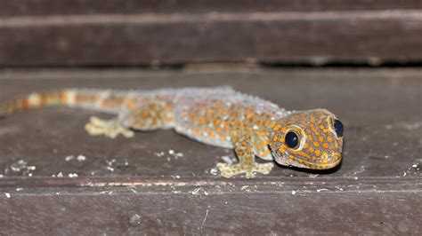 Tokay Gecko Fruit Feeding Guide 101 Can Tokay Geckos Eat Fruit Pet