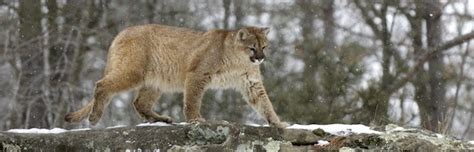 Cougar Conservation Feline Facts And Information