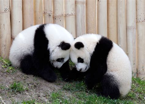 Autriche Deux Pandas Jumeaux Sont Nés Au Zoo De Vienne Atlanticofr