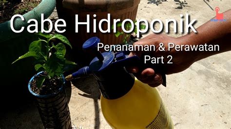 Cara menanam cabe rawit agar berbuah lebat terhindar dari hama trips dan virus gemini, kuning atau bule pada tanaman cabe, dalam budidaya tanaman cabe ada. Cara Menanam Cabe Hidroponik di Botol Air Mineral (Part 2) || Perawatan - YouTube