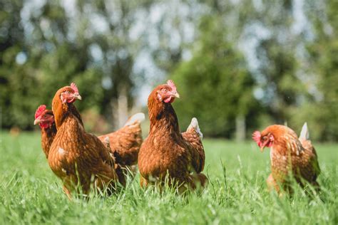 Truly Pasture Raised Heritage Breed Chicken Tussock Sedge Farm