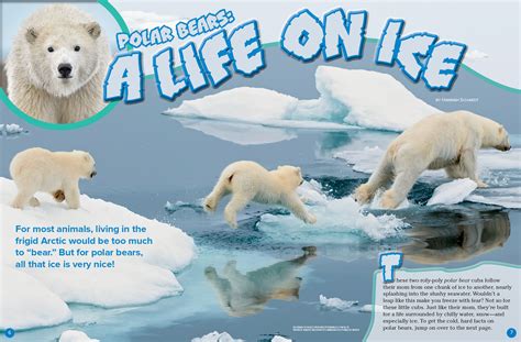 So how much do polar bears weigh? Polar Bears: A Life on Ice - NWF | Ranger Rick